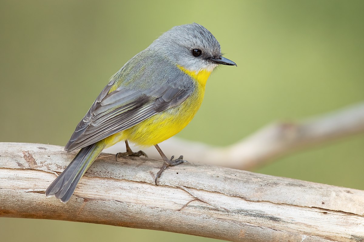 bird