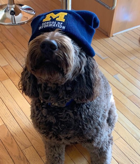 Bacon the Dog wearing a UMSI beanie