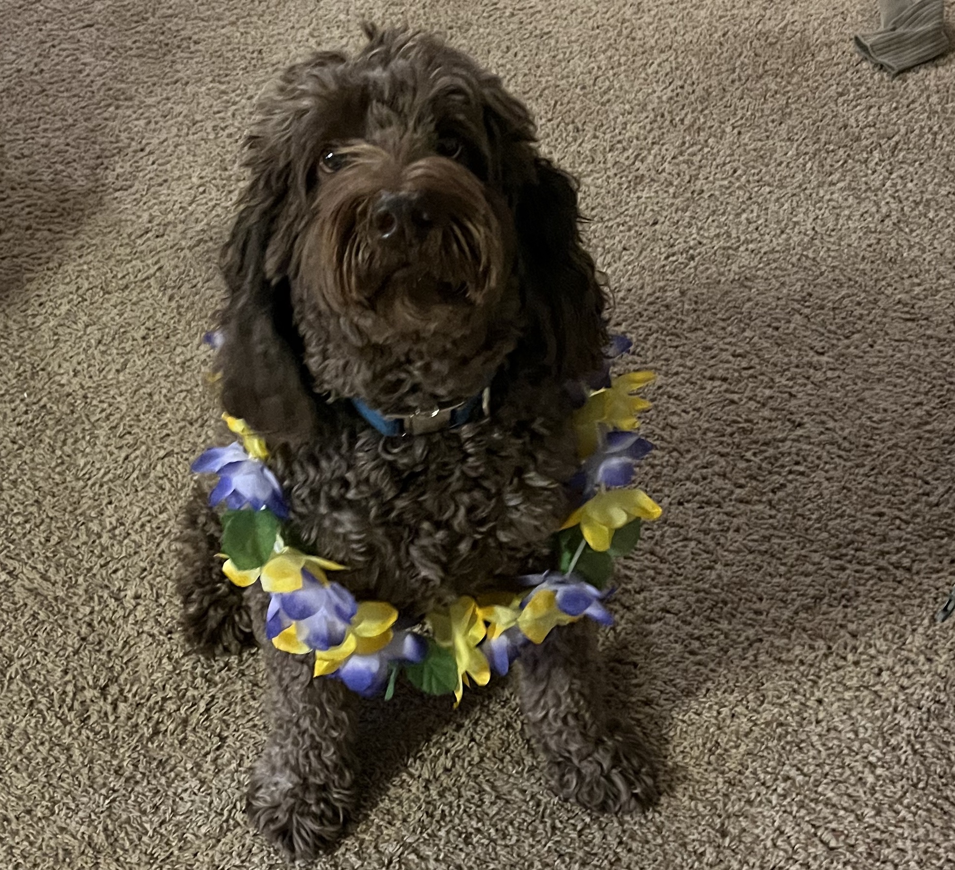 Bacon the Dog wearing a lei